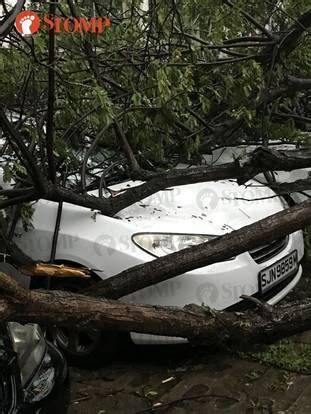 Tree falls and blocks traffic near Geylang Polyclinic due to heavy bout ...