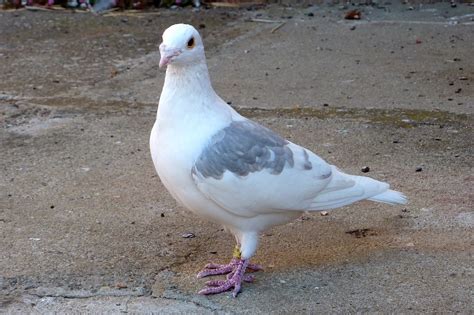 Racing Pigeon Hanging Around- What Should I Do?