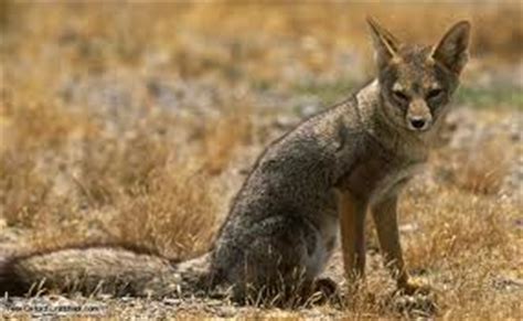 Animals - The Atacama Desert