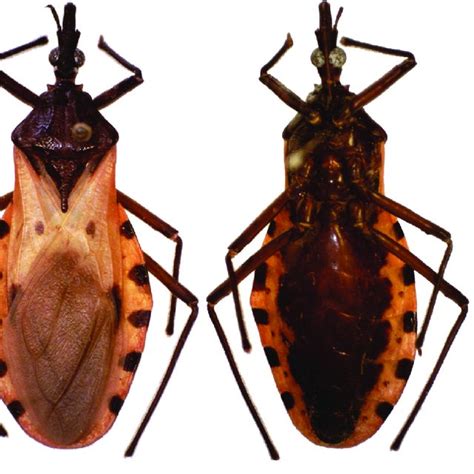 Triatoma dimidiata neotype (male). Detail of head, pronotum, and... | Download Scientific Diagram