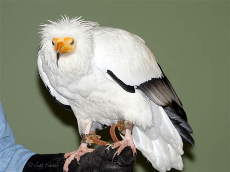 Ecobirder: Egyptian Vulture