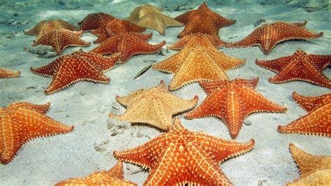 Facts About Starfish: Essential Information on These Fascinating Creatures