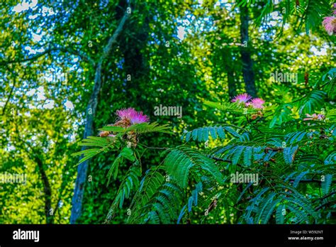 Pink Mimosa Tree Blooms Stock Photo - Alamy