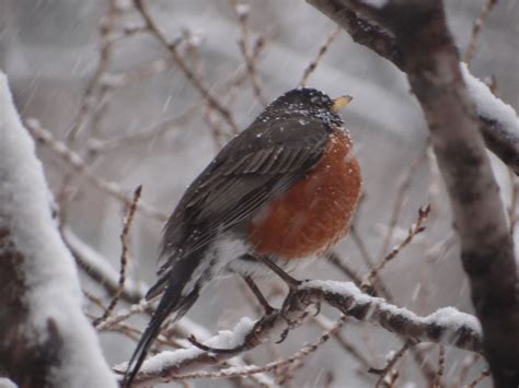 Bird in the snow... Sweet Little Things, How To Make Snow, Feathered, Beautiful Birds, Cove ...