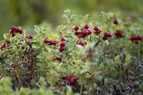 Growing Cranberries: How to Grow, Plant and Harvest Cranberries