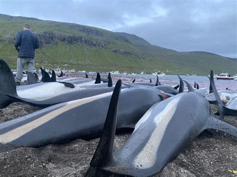 Faroe Islands whale and dolphin slaughter – what have we done and what are we doing? - Whale ...