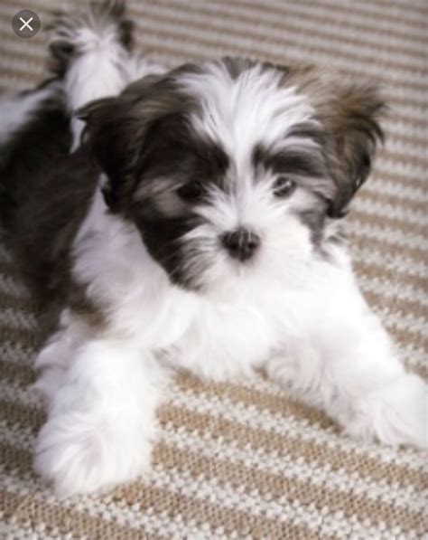 Shih Tzu Havanese Mix Puppies For Sale - Shih Tzu Dog