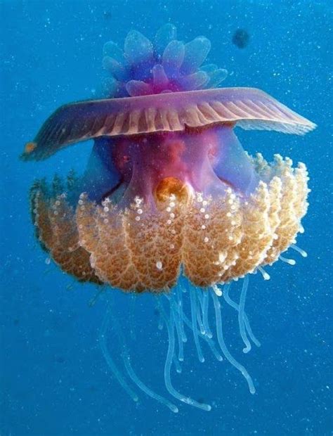 Cephea true jellyfish | Beautiful sea creatures, Ocean creatures, Sea creatures