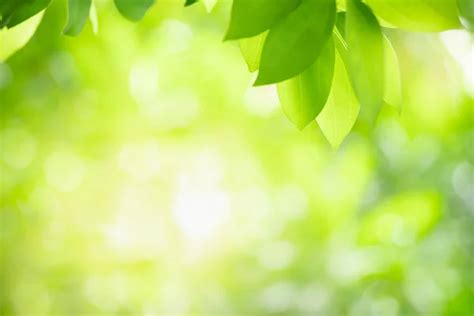 Beautiful nature view of green leaf on blurred greenery background in garden with copy space ...