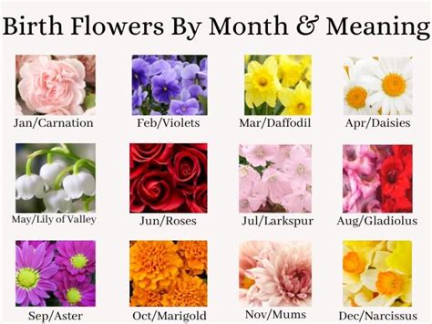 Birth Flowers By Month And Meaning | Flowersandflowerthings