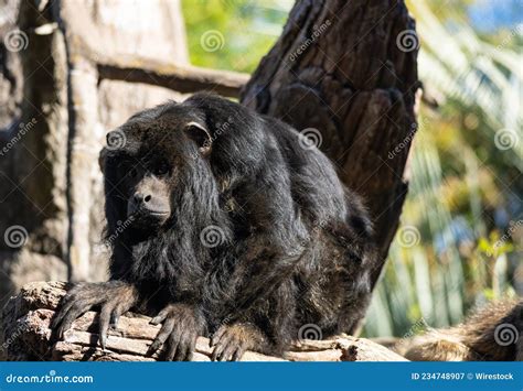 Monkey in the zoo stock image. Image of wildlife, animal - 234748907