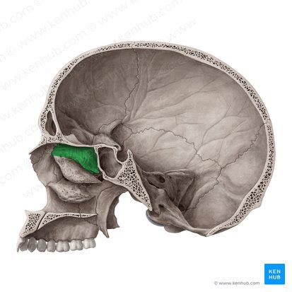 Nasal conchae: Anatomy, structure and function | Kenhub