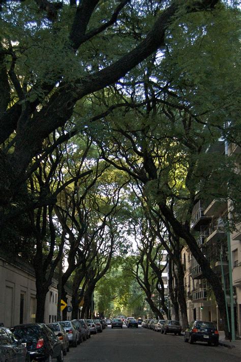 Tree lined street | Urban tree, Street trees, City tree