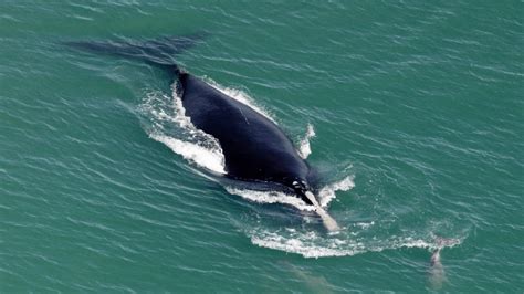 Endangered whale population nears 20-year low