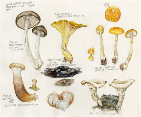 Fungi Illustration – Northeast Mycological Federation | Fungi illustration, Art tutorials ...