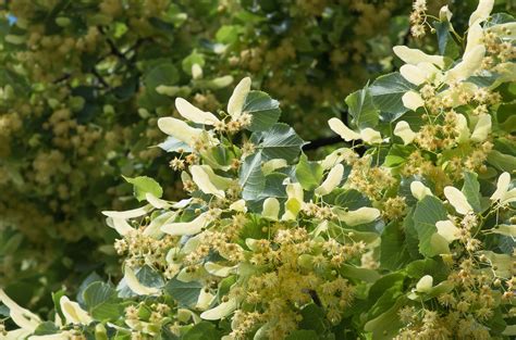 Identifying American Basswood Trees