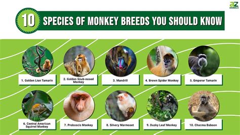 Types Of Monkey With Pictures Facts: Monkey Groups Species