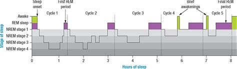 Sleep/ circadian and ultradian rhythms Diagram | Quizlet