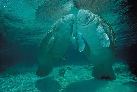 What Is A Manatee Classified As? Discover The Fascinating Classification!