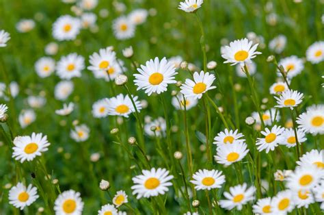 How to Grow and Care for Oxeye Daisy