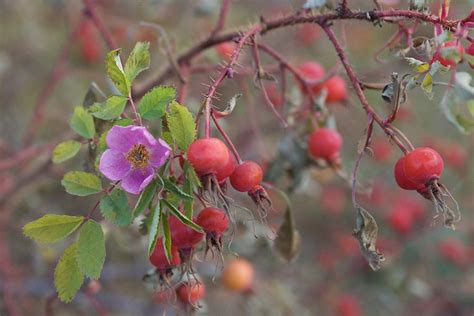 Rosa acicularis (Prickly Wild Rose)