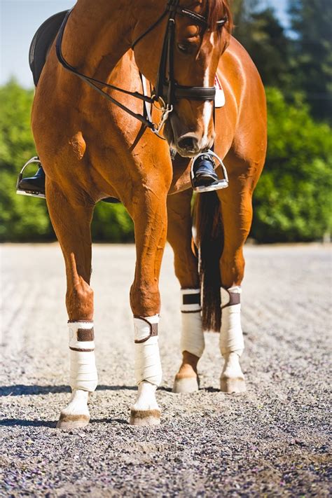 How to Choose the Right Footing for Your Riding Arena | Horse Journals