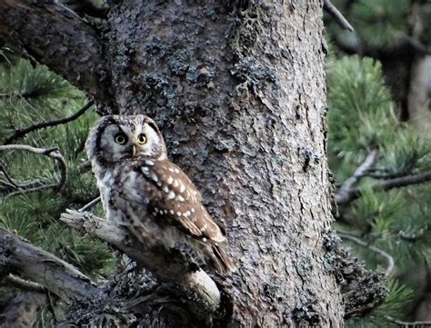 Where Do Owls Live? - Owl Habitats and Distribution