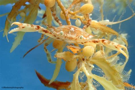 Sargassum Fish, Nudibranchs, Shrimp & Crab - Bernews