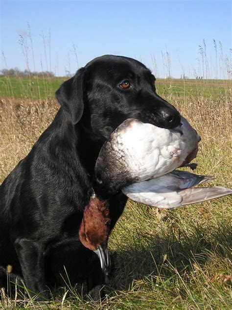 Duck Hunting for Beginners: the Who, What, When, Where and Why of Duck ...