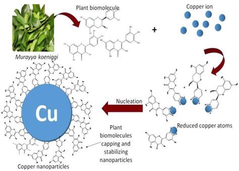 Figure 2 from Biosynthesis of copper(II) oxide nanoparticles using Murayya koeniggi aqueous leaf ...