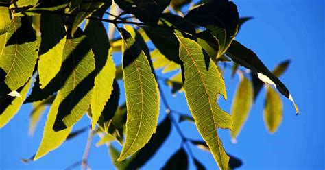 pecan tree leaves turning yellow - Nigel Antoine