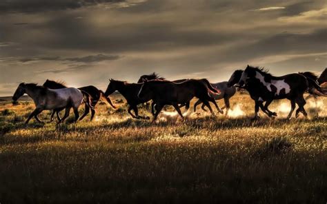 🔥 [77+] Wild Horses Wallpapers | WallpaperSafari