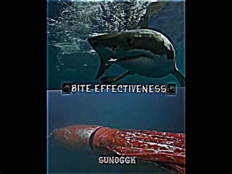 Great white Shark vs Giant Squid - YouTube
