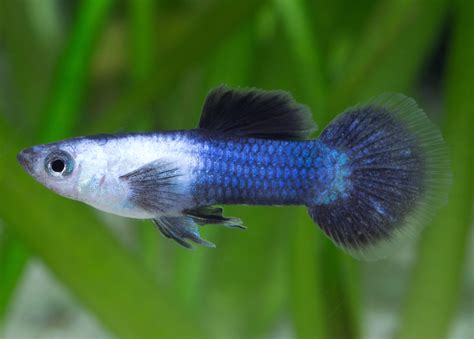 Guppy Panda männlich - Poecilia reticulata | Guppys / Endler ...