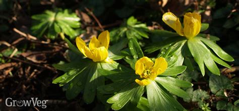 Winter Sowing Flowers for Vegetable Gardens