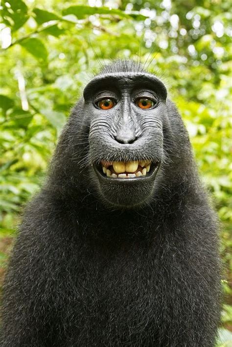 Funny Smiling Monkeys