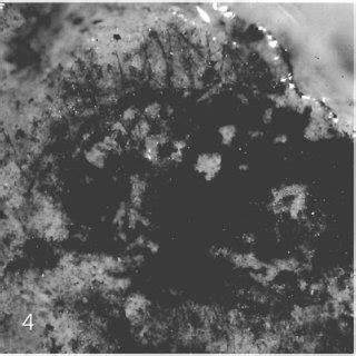 (PDF) First record of spiders from the Permian period (Araneae: Mesothelae)