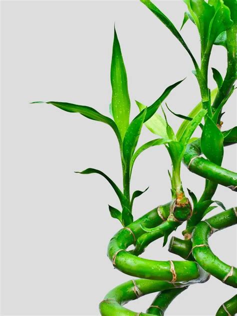 Lucky Bamboo Plant – Greenkin