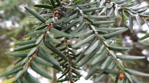 Hemlock Woolly Adelgid - Preparing for a winter feast - GreenHow Pest and Termite Control Boston