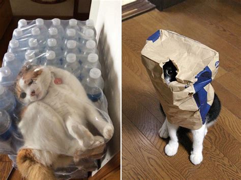 Gallery of Pets That Got Themselves Hilariously Trapped