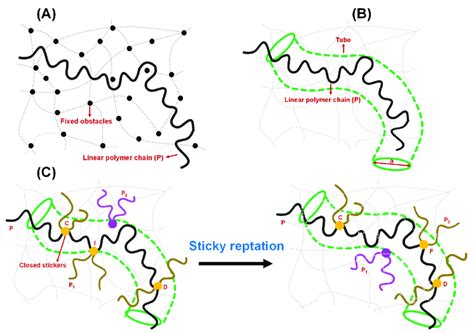 Different models of polymer entanglement. (A) Conceptualization of ...