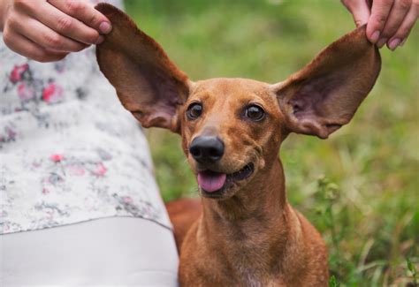 8 Fun Facts About Your Dog's Ears