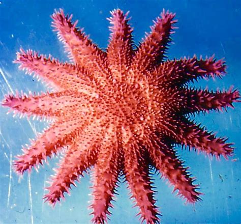 Crown of Thorns Starfish | Crown of thorns starfish, Crown of thorns, Starfish