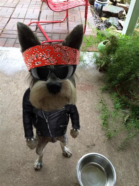Hilarious Memes Of An Angry-Looking Dog Standing Upright