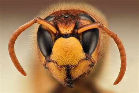 Bee Face Stock Photos, Pictures & Royalty-Free Images - iStock