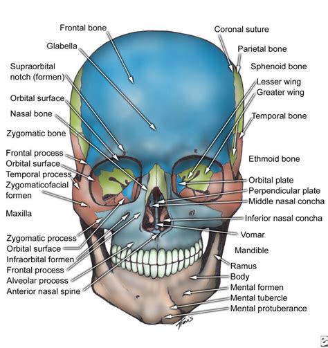 Skeleton of the face | Facial bones, Medical anatomy, Dental anatomy