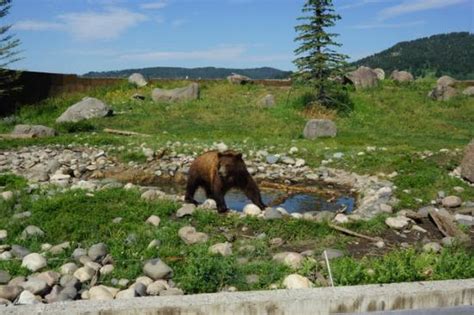 Bears! - Review of Montana Grizzly Encounter, Bozeman, MT - Tripadvisor