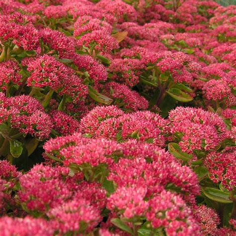 Winterharte Steingartenpflanzen ° Herbstsedum ° Fetthenne ° Sedum ...