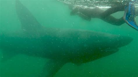 Swimming with Basking Sharks | Documentary - YouTube