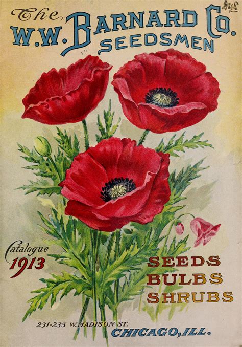 Poppy Flowers Vintage Free Stock Photo - Public Domain Pictures